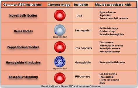 Inclusion Bodies of Red Blood Cells – The Art Of Medicine