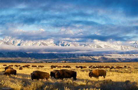 Bison and Teton Range | Grand Teton National Park, Wyoming | Dave Showalter Nature Photography