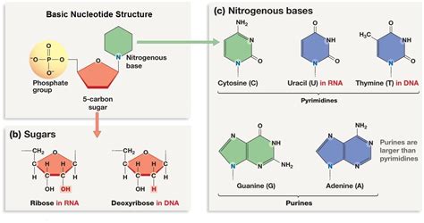 What are the building blocks of DNA and RNA? | Socratic