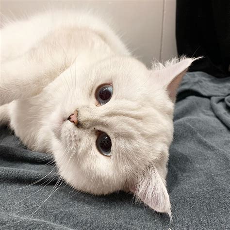 White Cats With Blue Eyes For Adoption