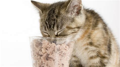 Can Cats Eat Tuna? Is Tuna Safe For Cats? - CatTime