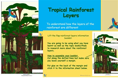 Rainforest - Layers Lesson KS2 | Teaching Resources