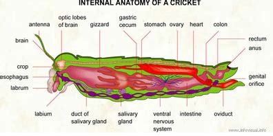 Cricket Information - The ShangHai Cricket