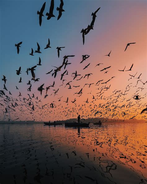 Seagulls Flying over Beach · Free Stock Photo