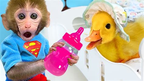 Monkey Baby Bon Bon takes the duckling to toilet and eats watermelon with the puppy so yummy ...