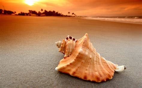 Sea Shell Beach wallpaper | 2560x1600 | #31736