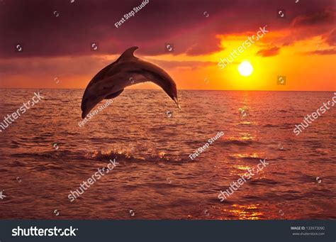 Dolphin, In The Background A Beautiful Sunset Stock Photo 133973090 ...