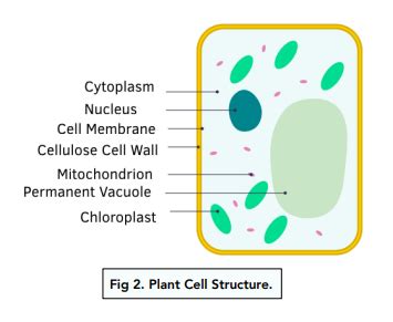 Introduction to Cells - Animal and Plant Cells (GCSE Biology) - Study Mind