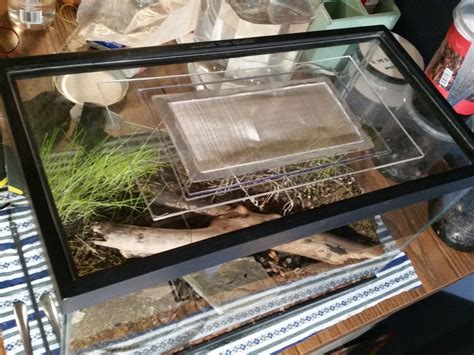 Mesh, removable aquarium lid. - Miscellaneous - Gallery - Ants & Myrmecology Forum