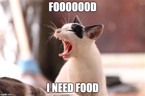 Image tagged in cats,cat,hungry cat,white cat,cat black and white,memes ...