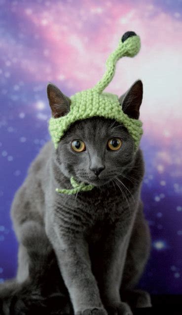 LIBRO: GATOS CON SOMBREROS | FOFURAS... | Fofuras Felinas