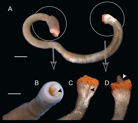 Phylogeny and systematics of Caudofoveata (Mollusca, Aplacophora) | Semantic Scholar