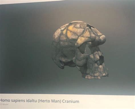 Solved Observe the Homo sapiens idaltu skull and compare it | Chegg.com