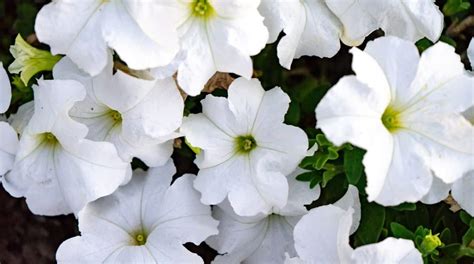 Petunia Colors: What Colors do Petunias Bloom?