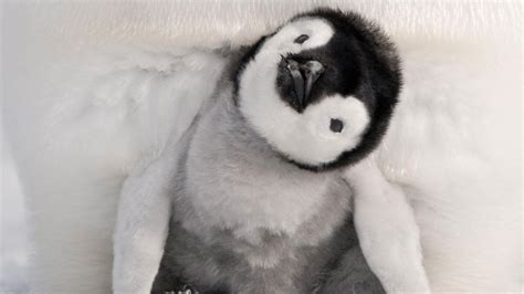 Baby Penguin Wallpapers - Top Free Baby Penguin Backgrounds ...