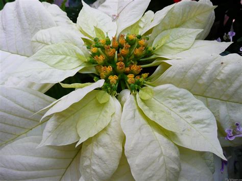 MLeWallpapers.com - White Poinsettia