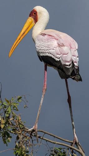 Bird Ciconiidae - Storks - Fat Birder