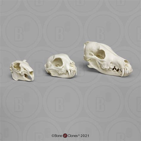 Predator - Prey Comparison Economy Skull Set - Bone Clones - Osteological Reproductions