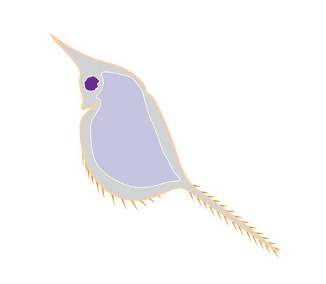 Cartoon design of zooplankton. Vector illustrator 12147844 Vector Art at Vecteezy