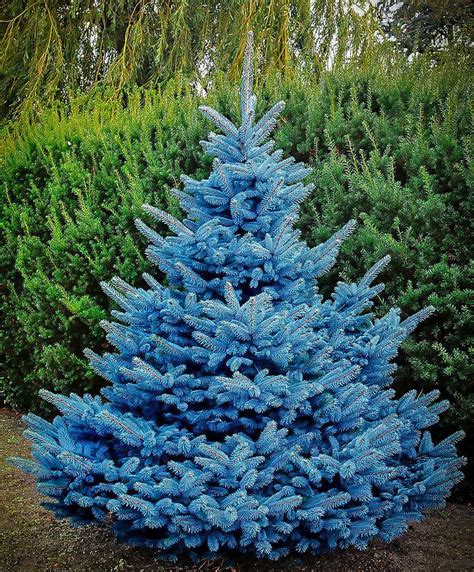 Blue Diamond Spruce | Blue spruce tree, Colorado blue spruce, Spruce tree