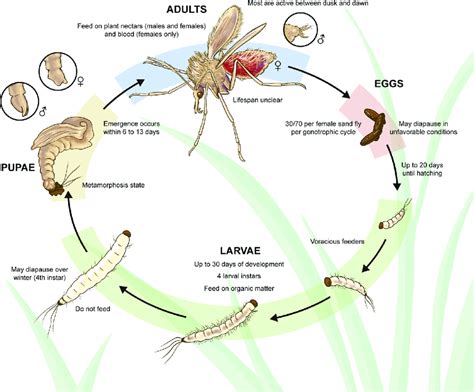 Sand Fly Life Cycle