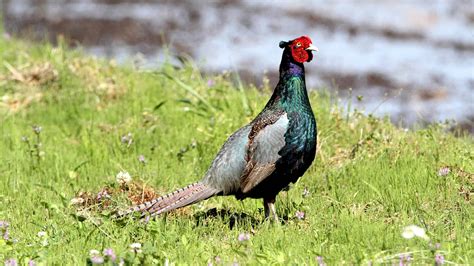 The Green Pheasant: National Bird of Japan - A-Z Animals