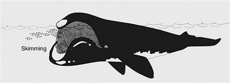 Skim-feeding in right and bowhead whales. From Berta and Sumich 1998 ...