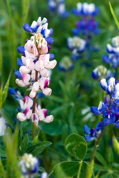 life through jen's lens » Blog Archive » yosemite wildflowers