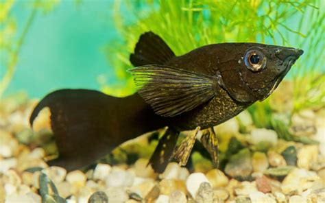 17 Common Molly Fish Diseases, Parasites & Remedies - AquariumNexus