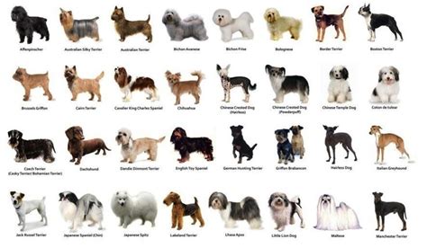 how to take care of a small dog breed - http://dogbreedersguide.com/11511/how-to-take-care-of-a ...