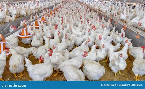 Poultry Broiler in Housing Farm Business Stock Image - Image of farm ...