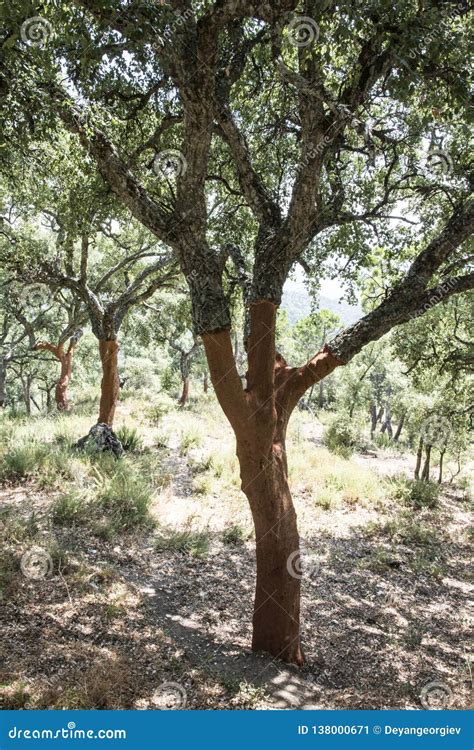 Cork trees stock image. Image of tree, country, beautiful - 138000671