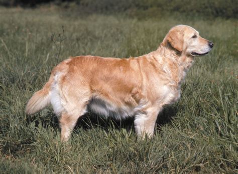 Retriever | dog | Britannica