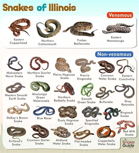 List of Common Venomous and Non-venomous Snakes in Illinois with Pictures