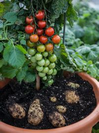 TomTato® - harvest potatoes AND tomatoes from the same plant | Thompson & Morgan Blog