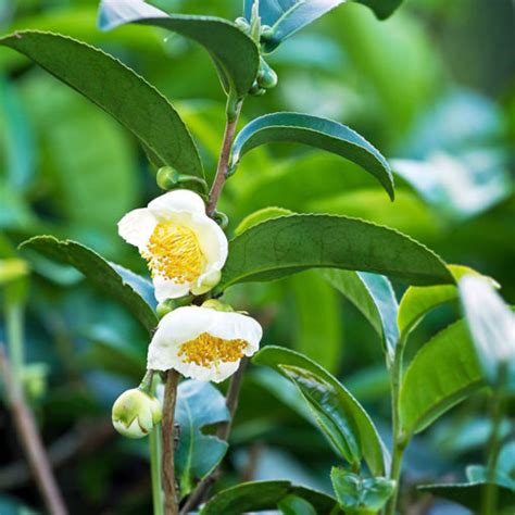 Tea Camellia Evergreen Bush - Arbor Day Foundation