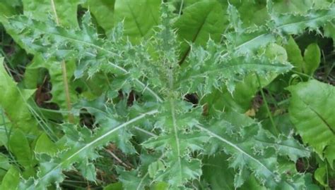 Canada thistle - Invasive Species Council of British Columbia