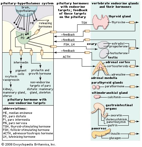 Thyrotropin | Hormone Regulation, Thyroid Function & Hypothalamus | Britannica