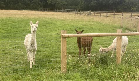 Foxburrows Farm – Hainault Forest