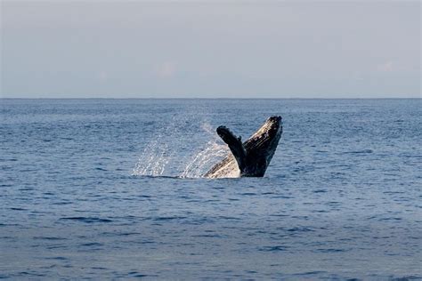 Best Whale Watching Tours in Maui for Ecoconscious Travelers - Uprooted ...