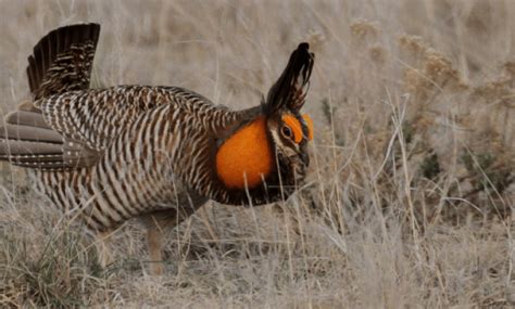 Prairie chicken conservation status disputed - Oklahoma News