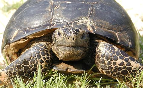 Gopher Tortoise - The Animal Facts - Appearance, Diet, Habitat, Behavior