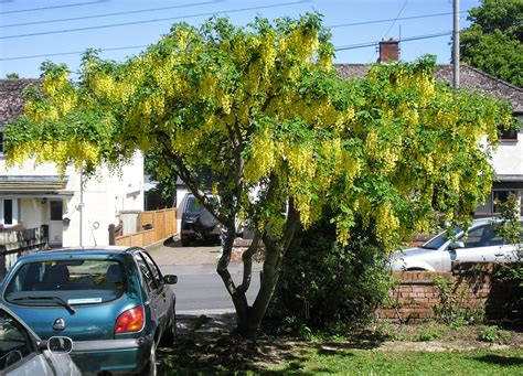 Julie's Scrapbook: Laburnum Tree 2015