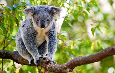 Koalas & Kangaroos - Fun Facts About Australia’s Most Beloved Marsupials - Learn money with CARD