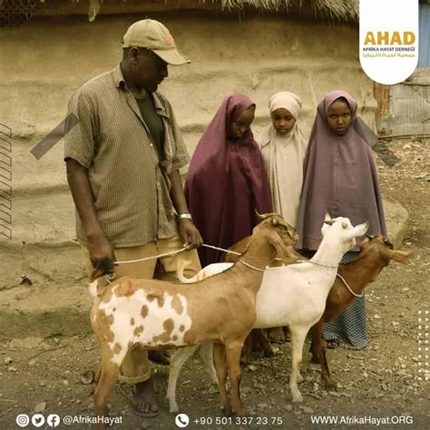 Livestock farming in Somalia - Afrika Hayat