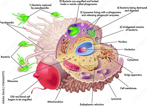 Fototapeta Medical illustration of the structure and function of a macrophage, while engulfing ...