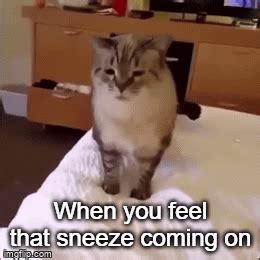 Image tagged in gifs,sneeze,sneezing,explosion,cats - Imgflip