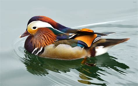 Mandarin duck [3] wallpaper - Animal wallpapers - #20784