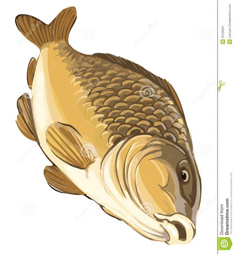 Carp clipart 20 free Cliparts | Download images on Clipground 2024