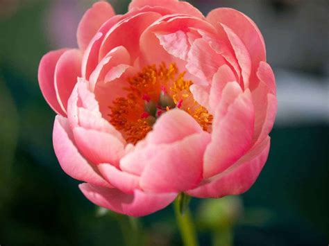 Discover the captivating Coral Charm peony 🌷💫 A standout in any garden!